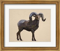 Framed Rocky Mountain Bighorn