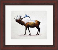 Framed Rocky Mountain Elk
