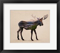 Framed Alaskan Bull Moose