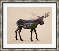 Framed Alaskan Bull Moose