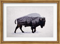 Framed American Bison