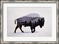 Framed American Bison