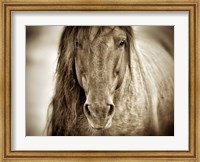 Framed Mustang Sally