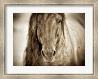 Framed Mustang Sally