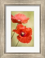 Framed Papaver Passion