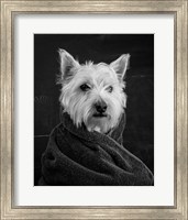 Framed Portrait of a Westy Dog