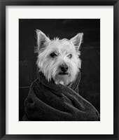 Framed Portrait of a Westy Dog