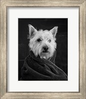 Framed Portrait of a Westy Dog