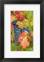 Framed Summit Lake Zinfandel