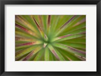 Framed Arizona Monocot