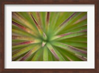 Framed Arizona Monocot