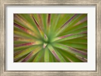 Framed Arizona Monocot