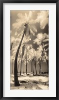 Framed Palm Shadows I