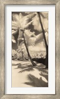 Framed Palm Shadows II