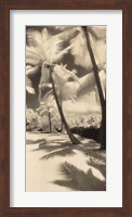 Framed Palm Shadows II