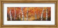 Framed Autumn Birch I