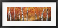 Framed Autumn Birch I