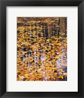 Framed Autumn Detail
