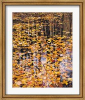 Framed Autumn Detail