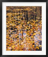 Framed Autumn Detail