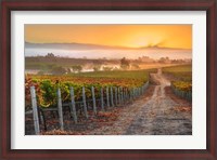 Framed Vineyard Sunrise