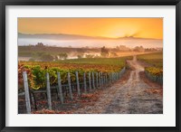 Framed Vineyard Sunrise