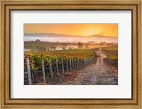 Framed Vineyard Sunrise