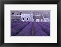 Framed Lavender Abbey