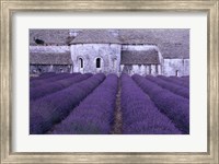Framed Lavender Abbey