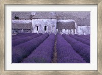 Framed Lavender Abbey