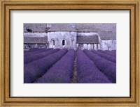 Framed Lavender Abbey