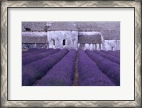 Framed Lavender Abbey