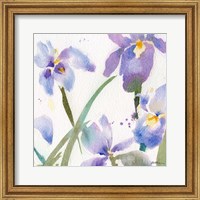 Framed Irises