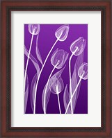 Framed X-ray Flowers Purple
