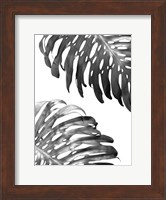 Framed Double Philodendron (BW)