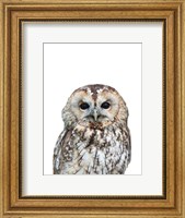 Framed Owl