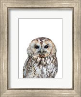 Framed Owl