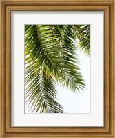 Framed Palm Leaves