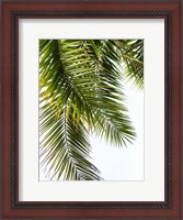 Framed Palm Leaves