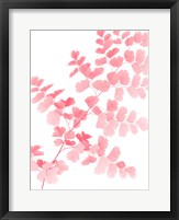 Framed Pink Maidenhair