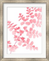 Framed Pink Maidenhair