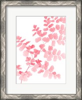 Framed Pink Maidenhair