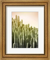 Framed Pink Sky Cactus
