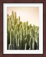 Framed Pink Sky Cactus