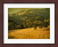 Framed Oak and Fence