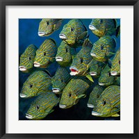 Framed Shoal of Grunts