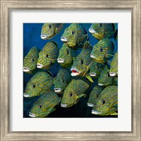 Framed Shoal of Grunts