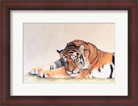 Framed Sleeping Tiger