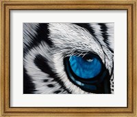 Framed Tiger Eye