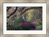 Framed Oaks and Azaleas
